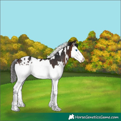 Horse Color:White Spotted Brown Splash Blanket Rabicano 