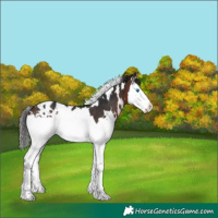 Horse Color:White Spotted Brown Splash Blanket Rabicano