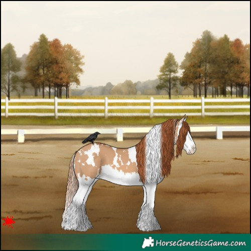 Horse Color:White Spotted Red Dun Splash 