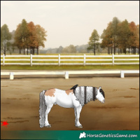 Horse Color:White Spotted Bay Dun Splash 