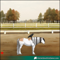 Horse Color:White Spotted Bay Dun Splash 