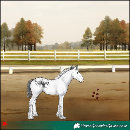 Horse Color:White Spotted Black