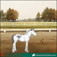 Horse Color:White Spotted Black 