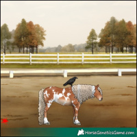 Horse Color:White Spotted Chestnut 