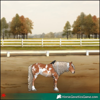 Horse Color:White Spotted Chestnut 
