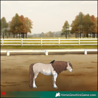 Horse Color:White Spotted Red Dun Appaloosa