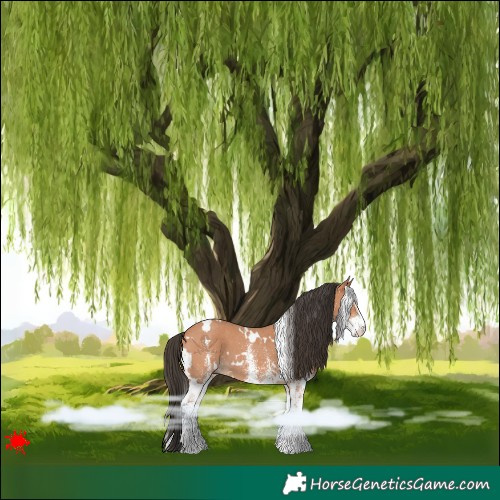 Horse Color:White Spotted Bay