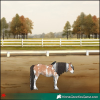 Horse Color:White Spotted Bay 