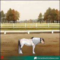 Horse Color:White Spotted Bay Roan Dun 