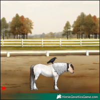 Horse Color:White Spotted Bay Roan Dun 