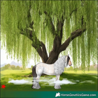Horse Color:White Spotted Bay Roan Dun