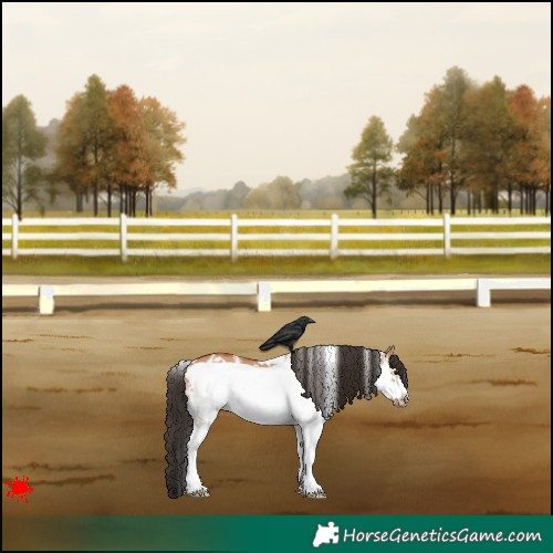 Horse Color:White Spotted Bay Dun Frame 