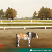 Horse Color:White Spotted Buckskin