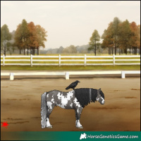 Horse Color:White Spotted Grullo 