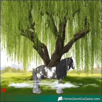Horse Color:White Spotted Grullo 