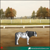 Horse Color:White Spotted Black 