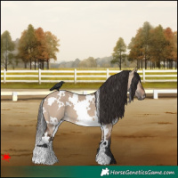 Horse Color:White Spotted Brown Dun 