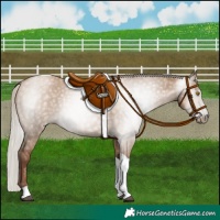 Horse Color:Gray Silver Grullo Pearl Tobiano 