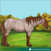Horse Color:Red Roan 