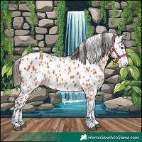 Horse Color:Bay Appaloosa 