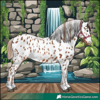 Horse Color:Chestnut Near Leopard 