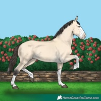 Horse Color:Buckskin Dun Splash 