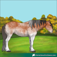 Horse Color:White Spotted Bay