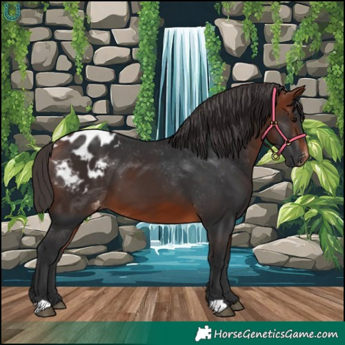 Horse Color:Bay Appaloosa 