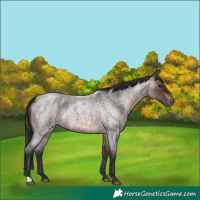 Horse Color:Brown Roan 