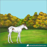 Horse Color:Brown Dun Splash Tobiano Frame 