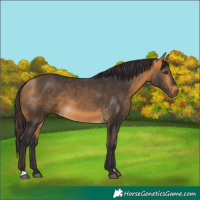 Horse Color:Buckskin 