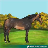 Horse Color:Buckskin 