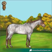 Horse Color:White Spotted Liver Red Roan