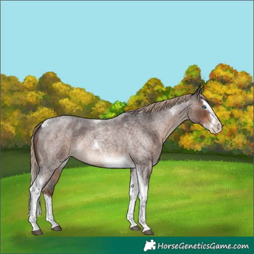 Horse Color:Liver Red Roan Splash Tobiano Rabicano 