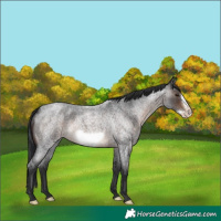 Horse Color:Brown Roan Frame