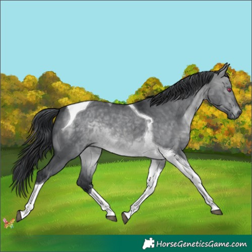 Horse Color:Brown Chinchilla Dun Tobiano 