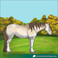 Horse Color:Buckskin Ice Pearl Onyx 