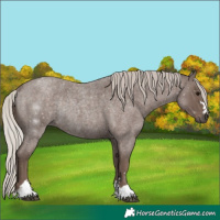 Horse Color:Silver Blue Roan Rabicano 