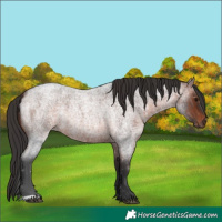 Horse Color:Brown Roan 