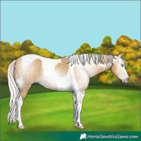 Horse Color:Gray Silver Classic Cream Champagne Dun Splash Tobiano 