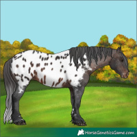Horse Color:Brown Appaloosa 