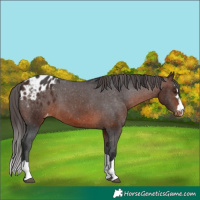 Horse Color:Brown Appaloosa 