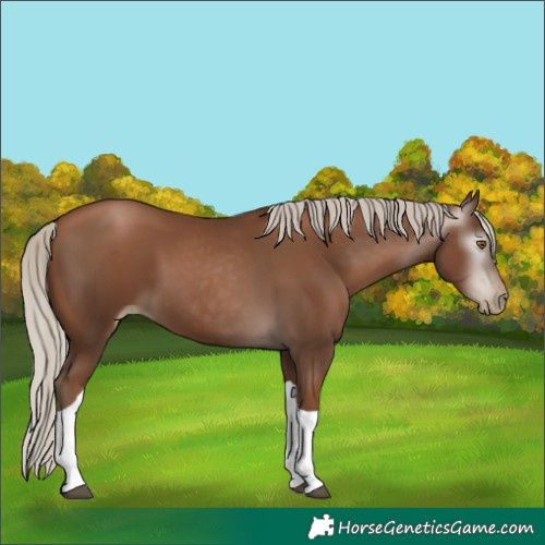 Horse Color:Gray Silver Black Pearl Tobiano