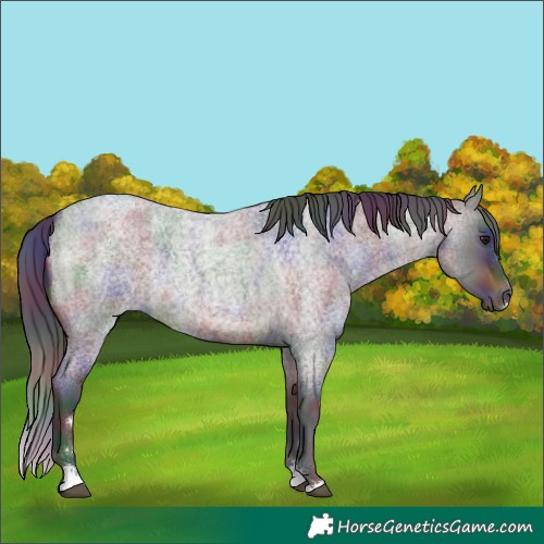 Horse Color:Nacre Brown Roan 