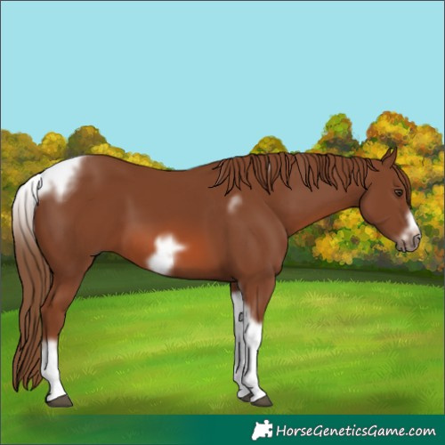 Horse Color:Chestnut Tobiano Frame