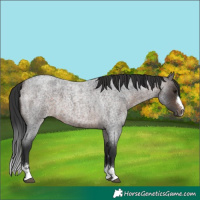 Horse Color:Brown Roan 