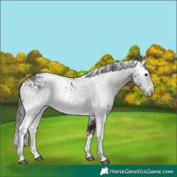 Horse Color:White Spotted Brown 