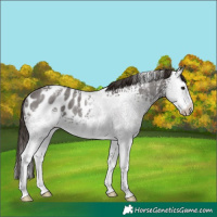 Horse Color:White Spotted Liver Chestnut Ice Sabino Appaloosa Rabicano 
