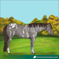 Horse Color:Liver Chestnut Ice Sabino Blanket 