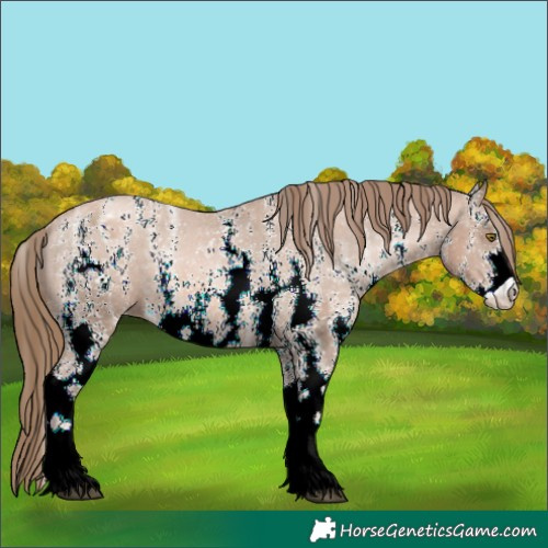 Horse Color:Liver Chestnut Ice Pearl Sabino Appaloosa Rabicano 